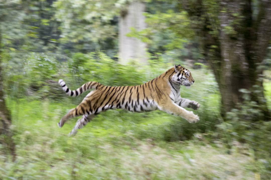 Bandipur Tiger Reserve And National Park